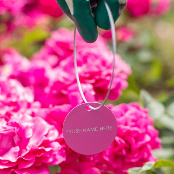 The Soham Rose Tag Online Hot Sale