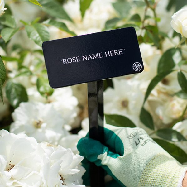 Apothecary s Rose Stake Hot on Sale